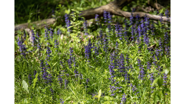 Ajuga Bronze Beauty Flowers