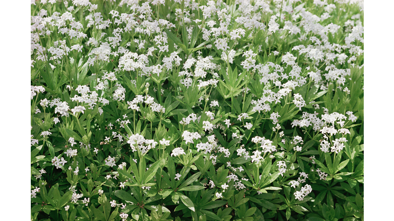 Woodruff plant