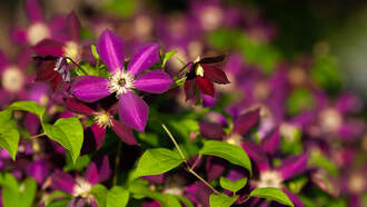 Black People Magic: CNN Hero of the Year Chicago Florist Quilen Blackwell
