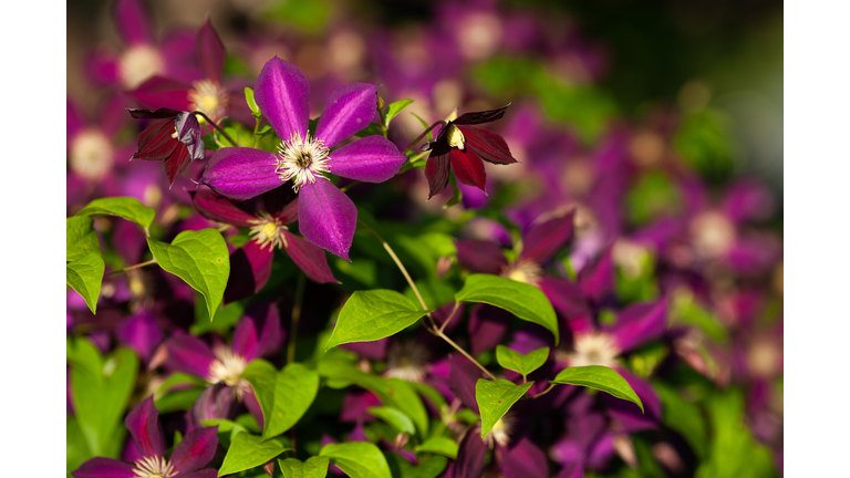 Blooming purple clematis in the garden on sunny day.