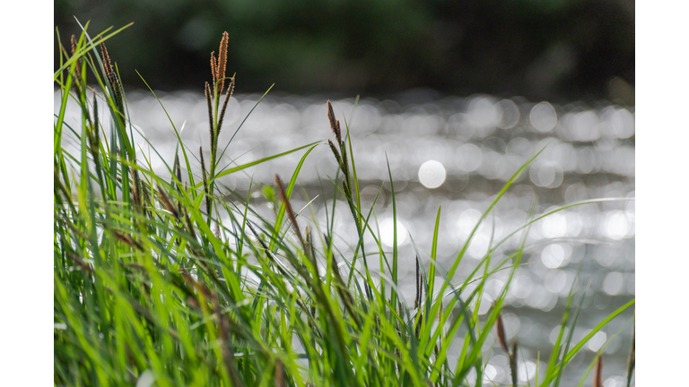 Blooming black sedge Carex