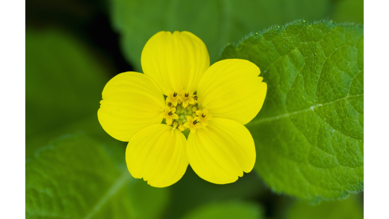 Southern Green-and-Gold (Chrysogonum virginianum var. australe) Great Smoky Mountains National Park, North Carolina, USA