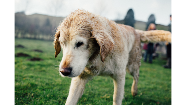 Senior Labrador retriever with wet fur.