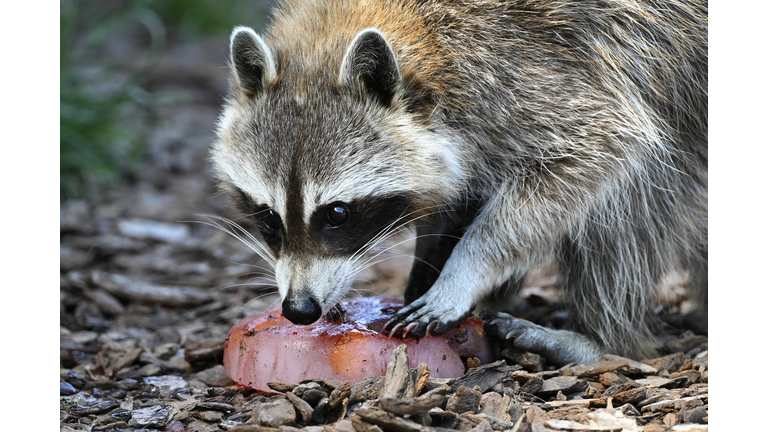 FRANCE-ANIMALS-CLIMATE-HEAT