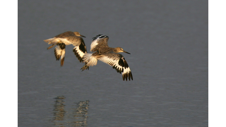 Battle Looms For Coastal Wetland In Southern California