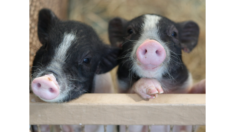 Two piglets in the stall