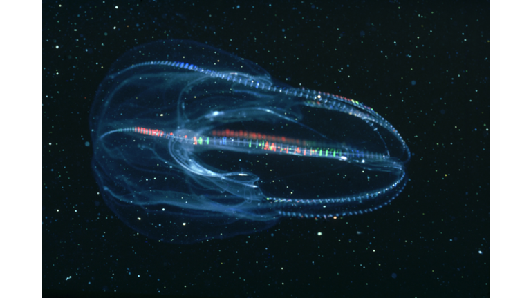 comb jelly mnemiopsis sp. interference colours