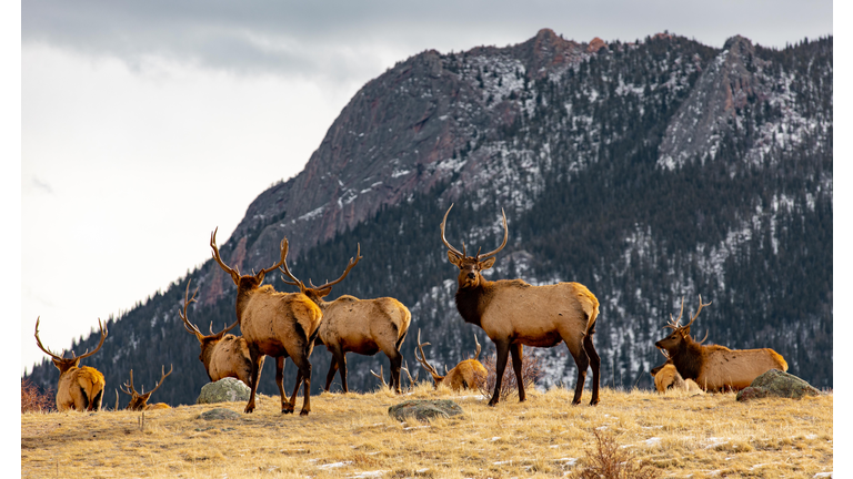 Side view of elk standing on mountain against sky,Estes Park,United States,USA