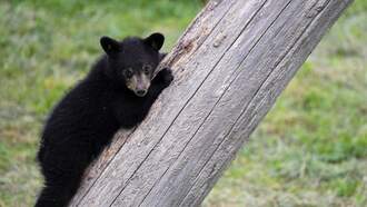 Black Bear Spotted in Carrollwood Area Multiple Times Over Past Five Days