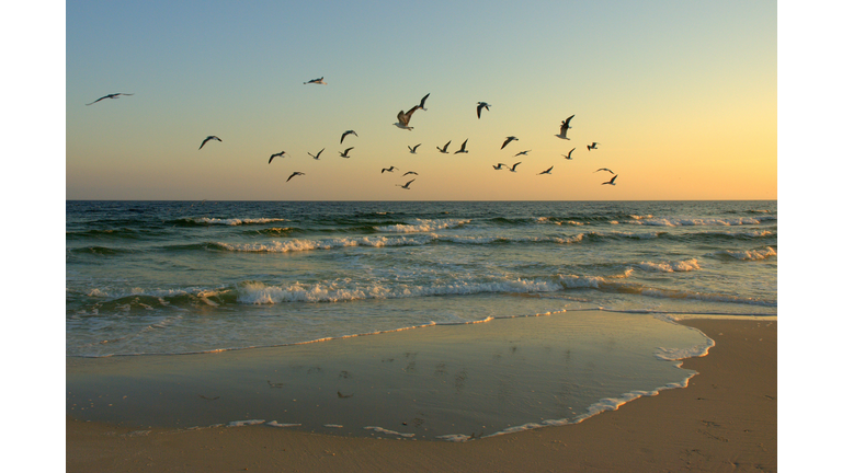 Gulls In Flight