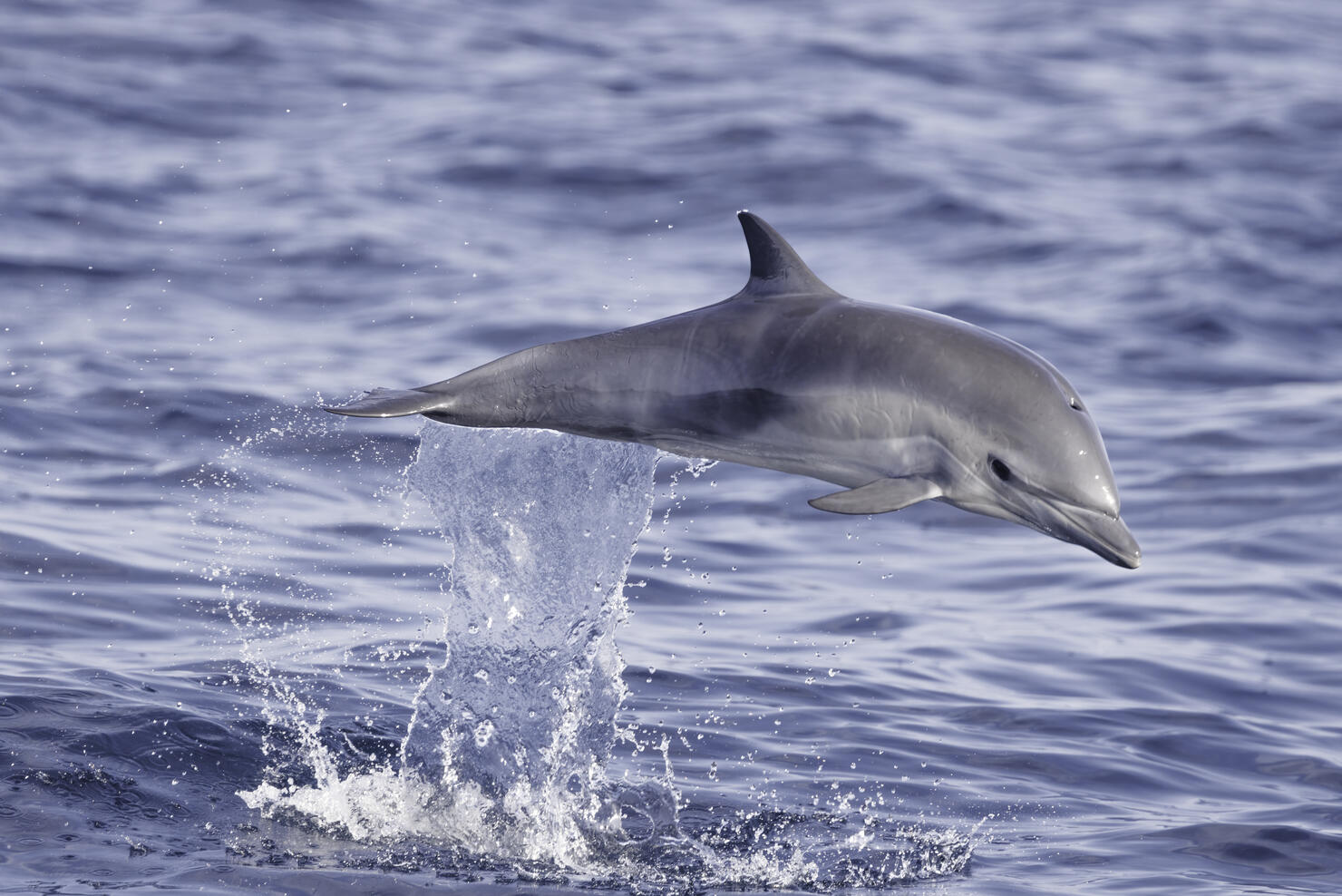 Common Dolphin jumping