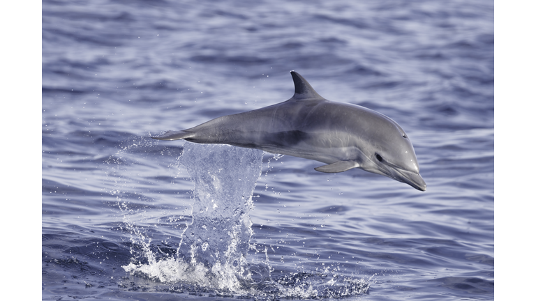Common Dolphin jumping