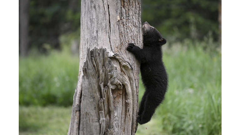 FRANCE-ANIMAL-BEAR-ZOO