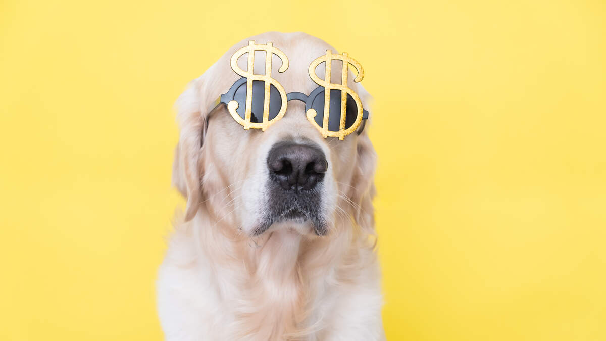 Meet the Golden Retriever raking in $1 million a year