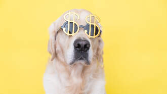 Meet the Golden Retriever Making $1 Million a Year