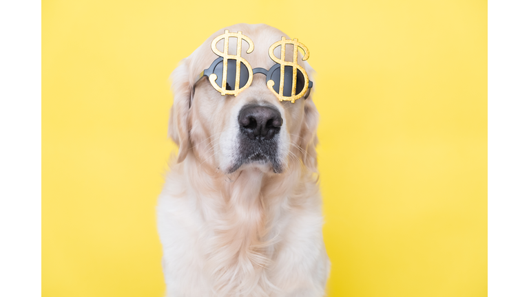 Portrait of a cute dog in sunglasses in the shape of a dollar. Golden retriever sits on a yellow background with the image of money.