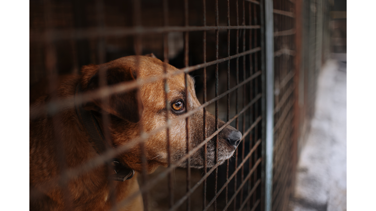 sad dog posing behind bars in an animal shelter