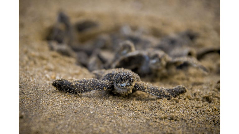 Leatherback Turtle Hatchling