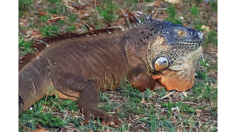 Wakodahatchee Wetlands