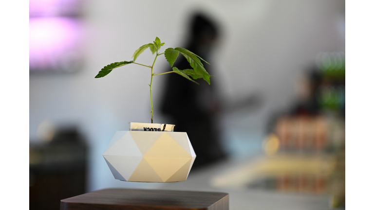 US-LIFESTYLE-DRUGS-CANNABIS