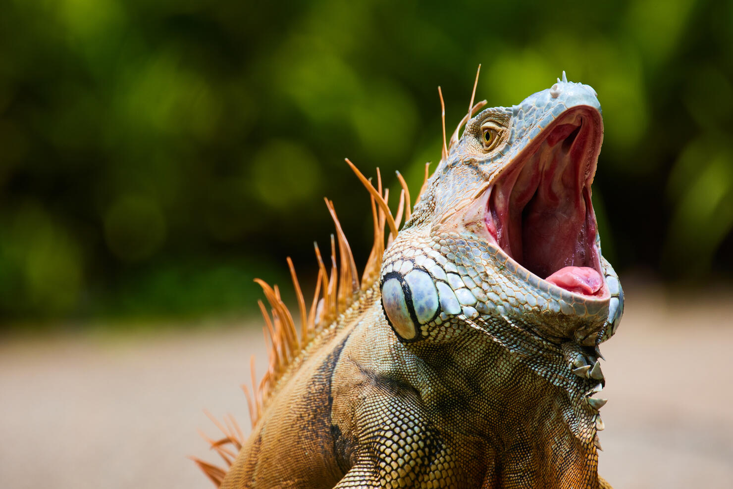 Close-up of iguana