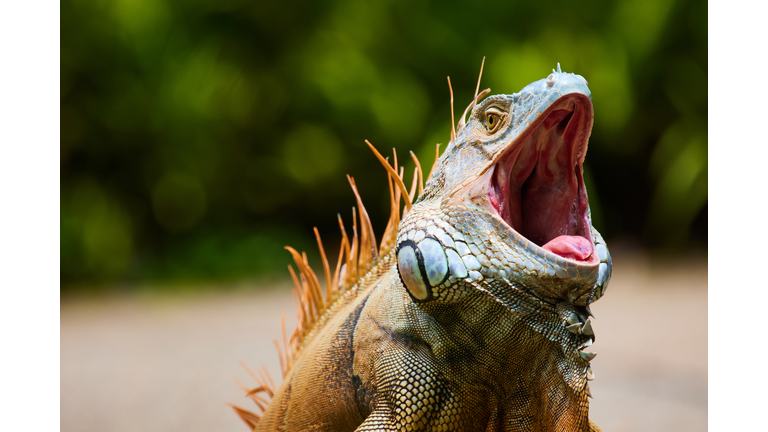 Close-up of iguana