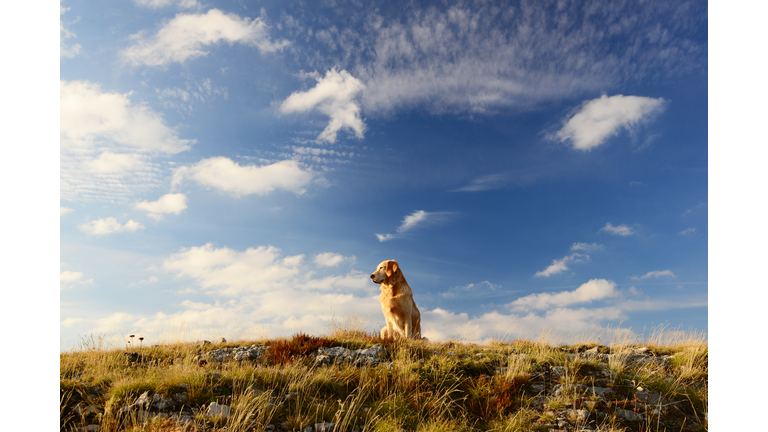 Golden retriever dog sitting on a grassy meadow looking at sky