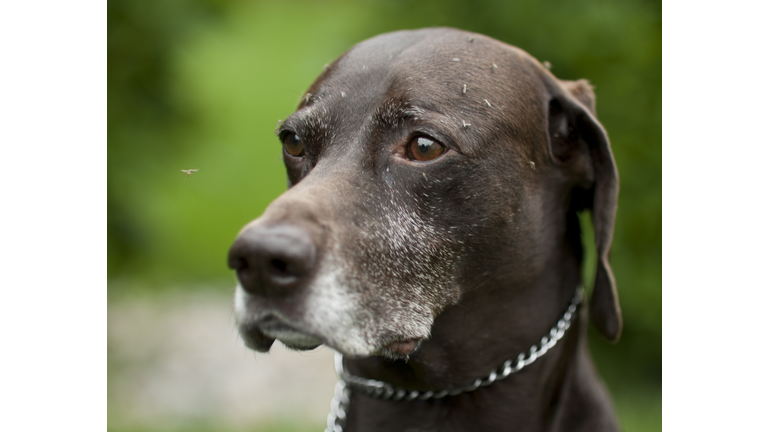 German short haired pointer dog covered in mosquitos