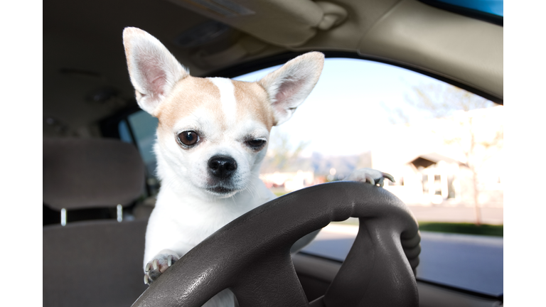 White and tan Chihuahua on the car driver's steering wheel