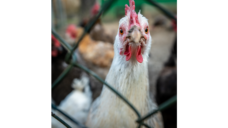 Chicken behind a Fence