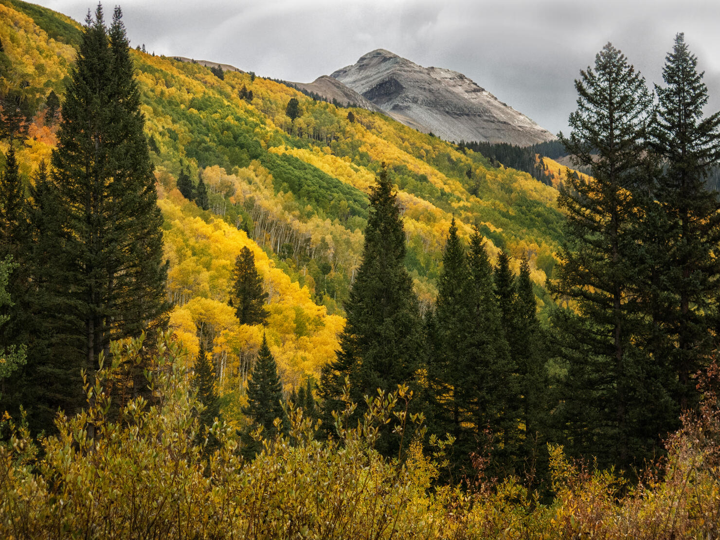 Mountainside of Golden Aspens
