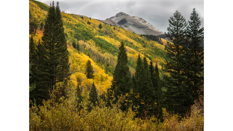 Mountainside of Golden Aspens