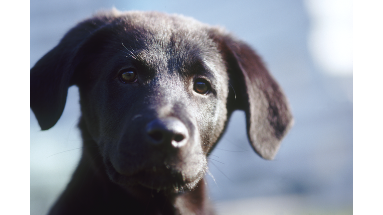 Labrador Puppy