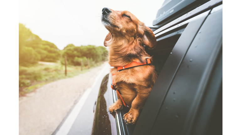 Dachshund dog riding in car and looking out from car window. Happy dog enjoying life. Dog adventure