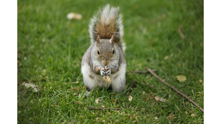 BRITAIN-OFFBEAT-ANIMAL