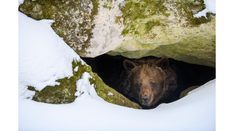 Brown bear looks out of its den in the woods under a large rock in winter