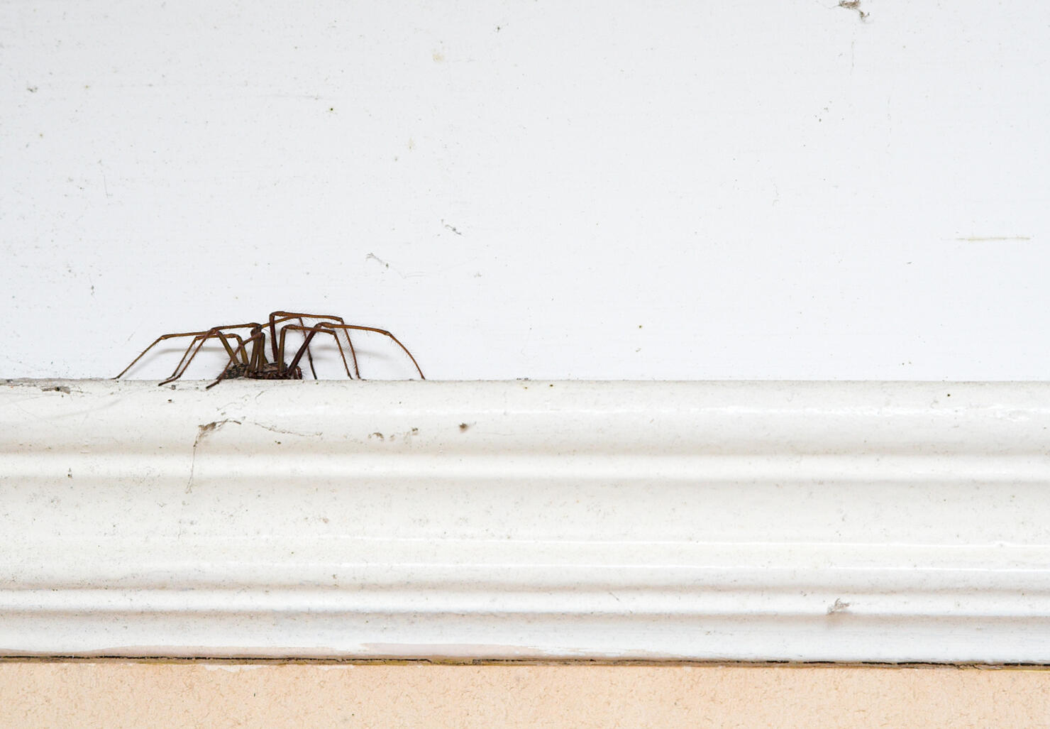 Spider On A Picture Rail