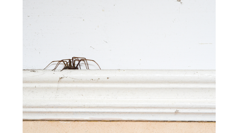 Spider On A Picture Rail