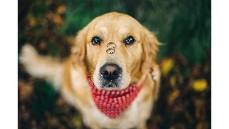 Labrador dog with two wedding rings on his nose