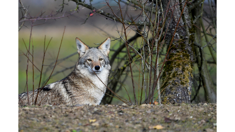 FRANCE-ANIMAL-COYOTE-ENVIRONMENT