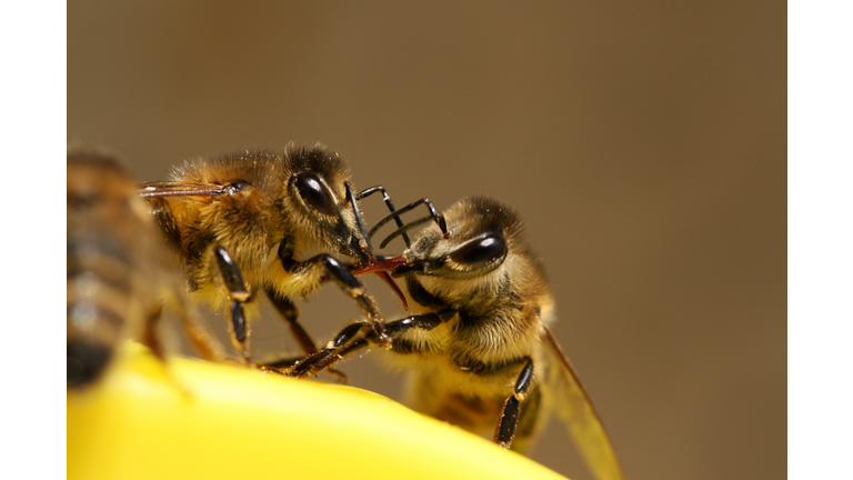 two honey bees clean each other, looks like they are fighting, close up