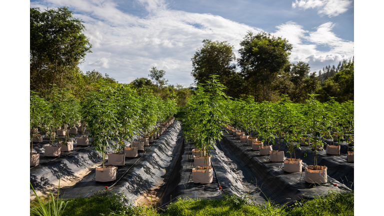 Marijuana Farm Grows Plants For Thailand's Dispensary Market