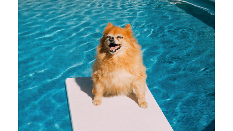 Happy Dog Summer, Pomeranian Dog Pool