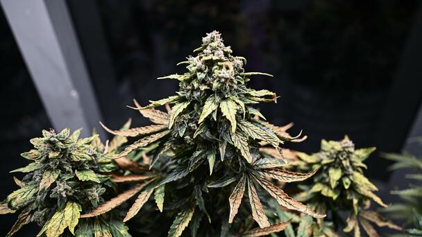 Report: Brewster Approves Deal For Cultivation Center