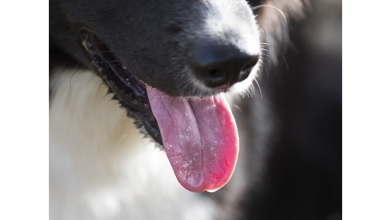 Close-up of a Dog - Border Collie, mouth opened with the tongue out.