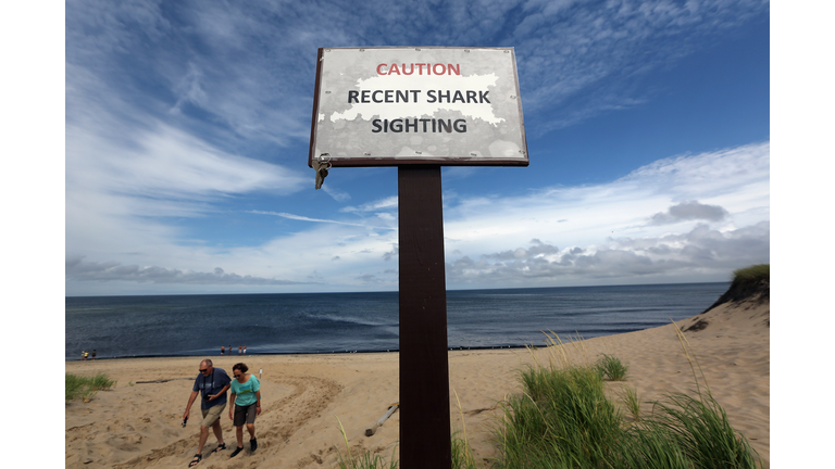 Increased Shark Sightings Along Cape Cod Coast Linked To Seal Population Growth