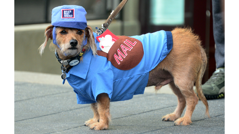 US-HALLOWEEN-DOGS