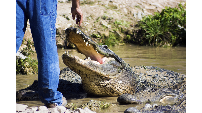 Florida Fun - man playing with alligator