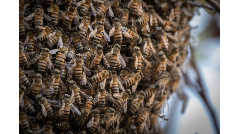 A swarm of bees, Apis mellifera scutellata, congregate together