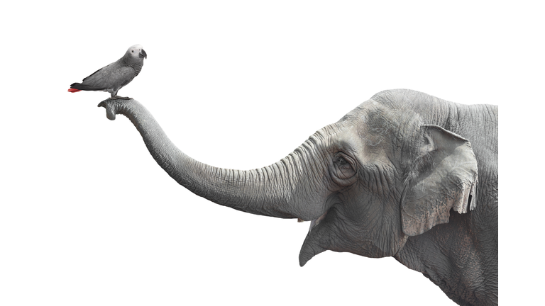 Elephant and a parrot